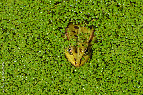 Zielona żaba w sadzawce