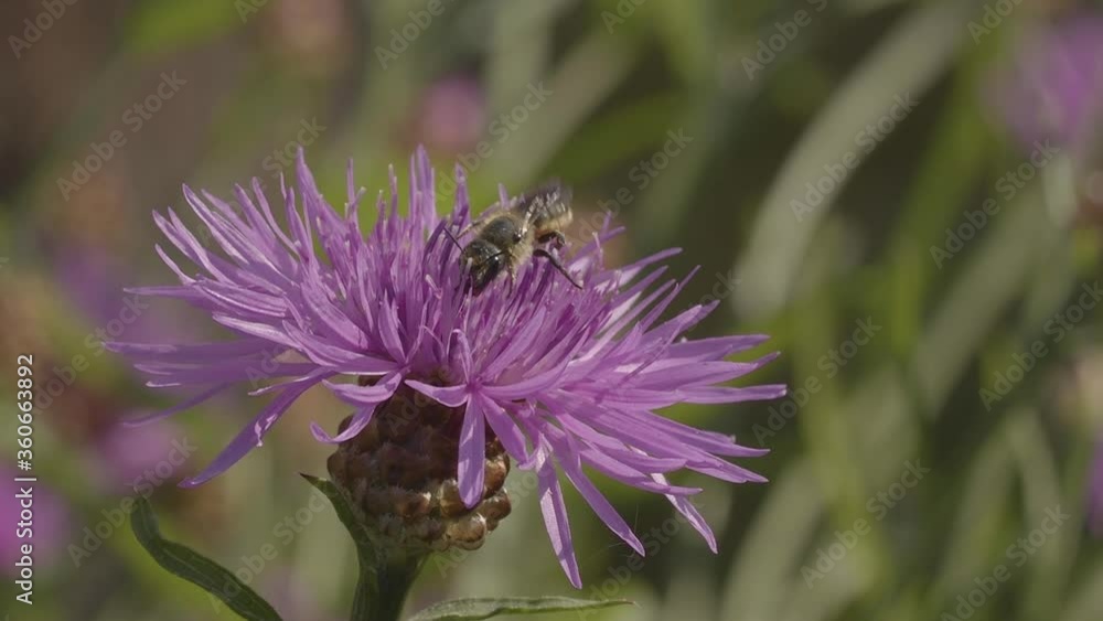 Slow motion of a mason bee, Osmia niveata, collecting pollen and feeding nectar on knapweed Slow motion of a mason bee, Osmia niveata, collecting pollen and feeding nectar on knapweed