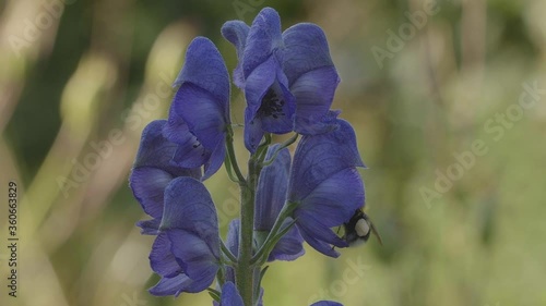 Close up of a bumblebee feeding on aconite blossoms in a garden, slow motion
