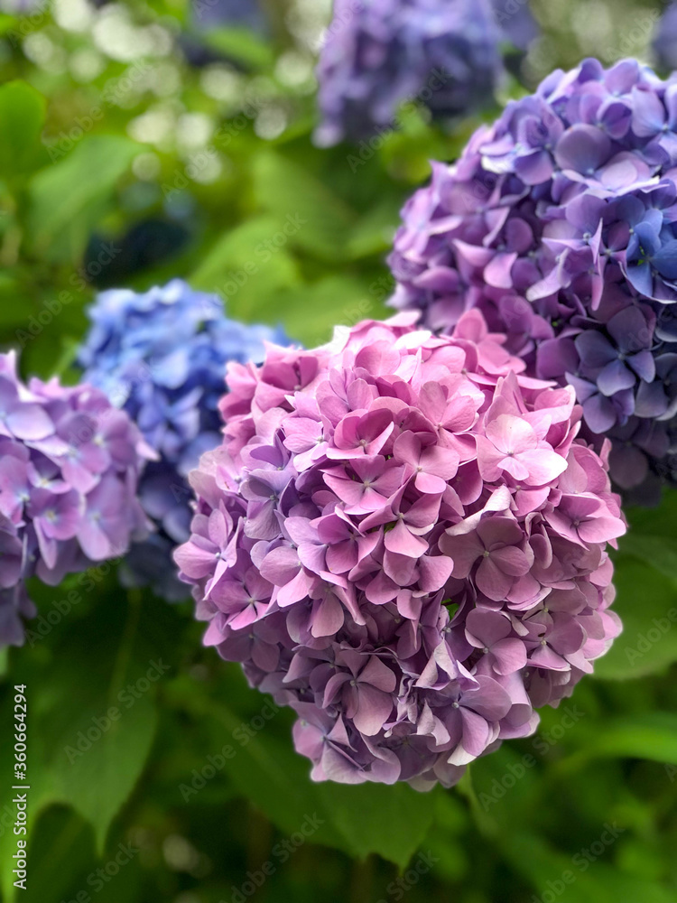Purple, pink and blue Hydrangea in Kyoto garden. Purple, pink and blue Hydrangea in Kyoto garden.