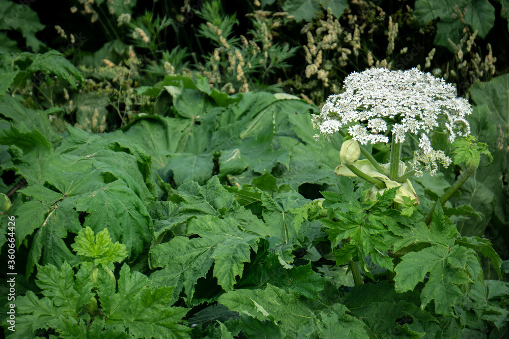 Giant Hogweed, the Invasive Plant That Can Cause Severe Burns and Blisters Stock Photo Adobe Stock