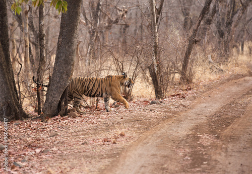 Tigress Noor cub coming out of jungle at  Ranthambore Tiger Reserve