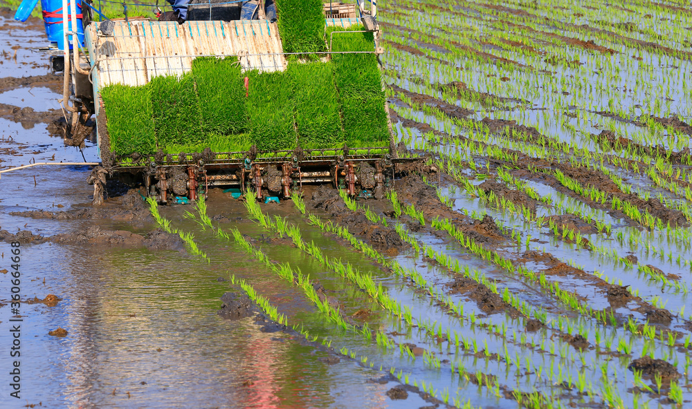 Farmers planting rice in field by using rice planting machine, Asian ...