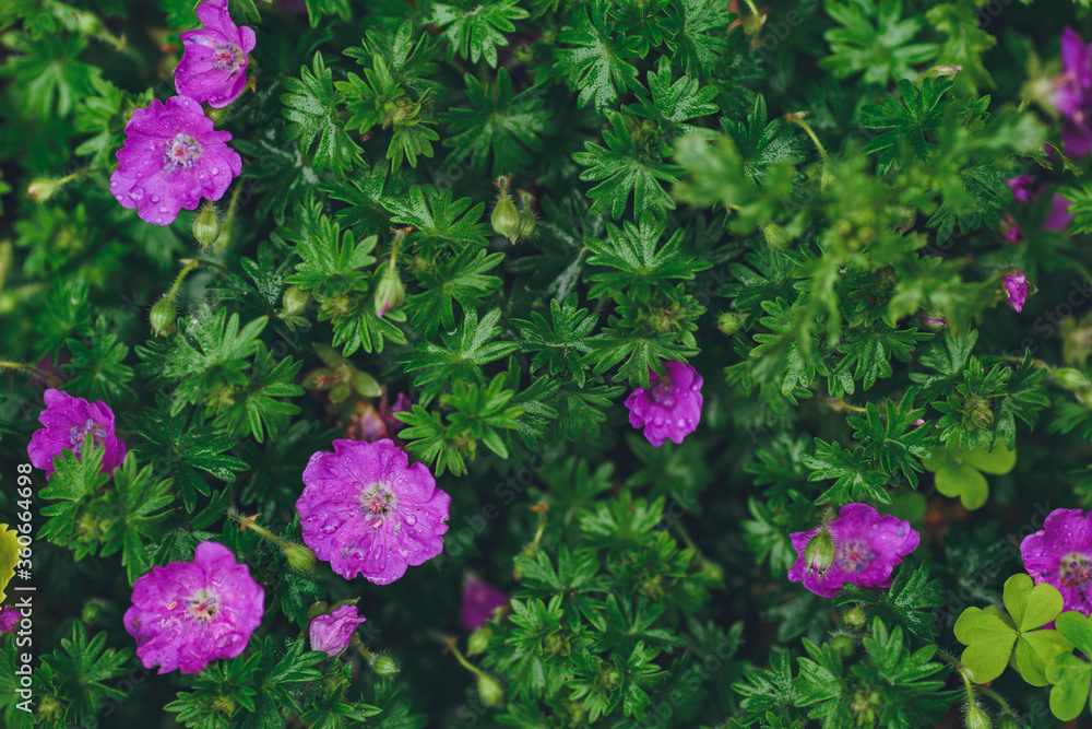 Background of beautiful violet flowers with green leaves Background of beautiful violet flowers with green leaves