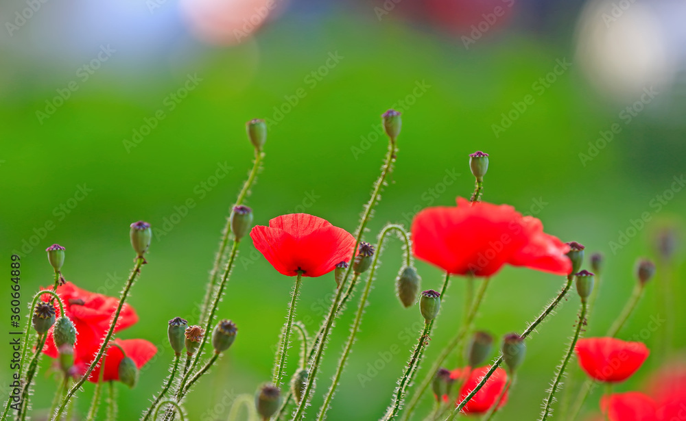 Fototapeta premium corn poppy flower,in the garden