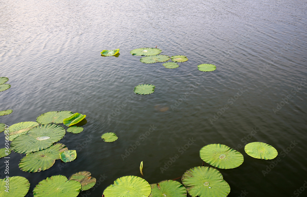 Green lotus leaves grow in the water Green lotus leaves grow in the water