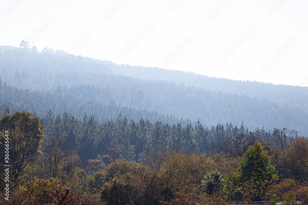 Natural pine forest with mist and smoke out of focus with grain