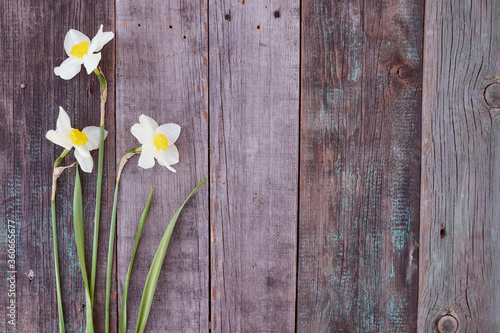 Beautiful white daffodil flowers lie on a wooden table. Close-up.