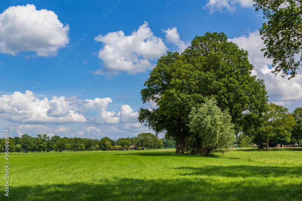 Highly cultivated agricultural grassland with abig old tree and a farm in the background. Farmland with no weeds, herbs or flowers and very negative effects on biodiversity Highly cultivated agricultural grassland with abig old tree and a farm in the background. Farmland with no weeds, herbs or flowers and very negative effects on biodiversity