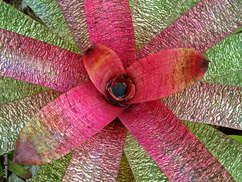 Fotografija Pink bromeliad on tropical garden