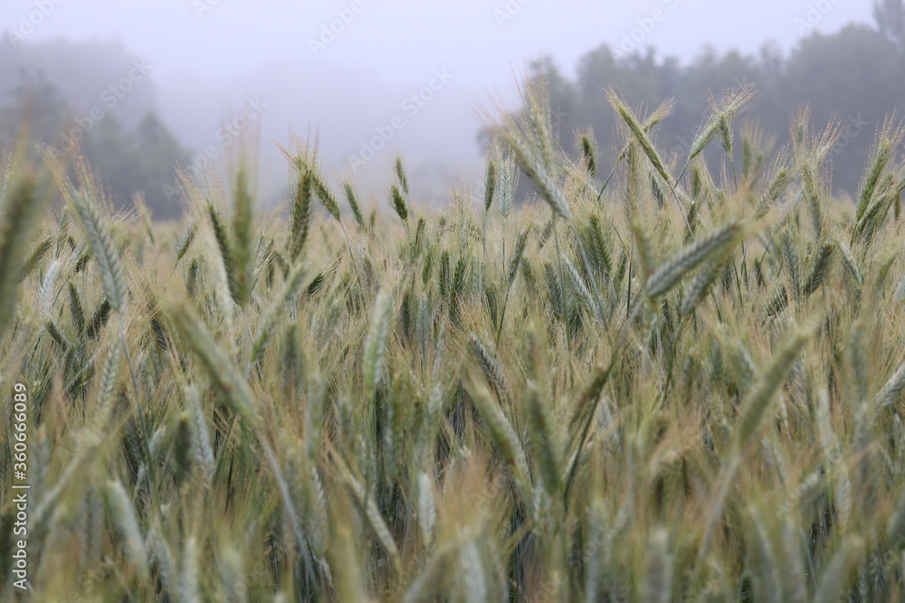 Fototapeta premium wheat field in the wind