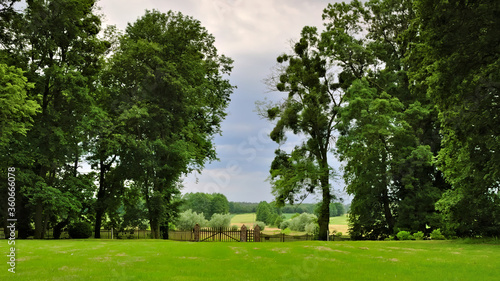 tree in the park © Grzegorz