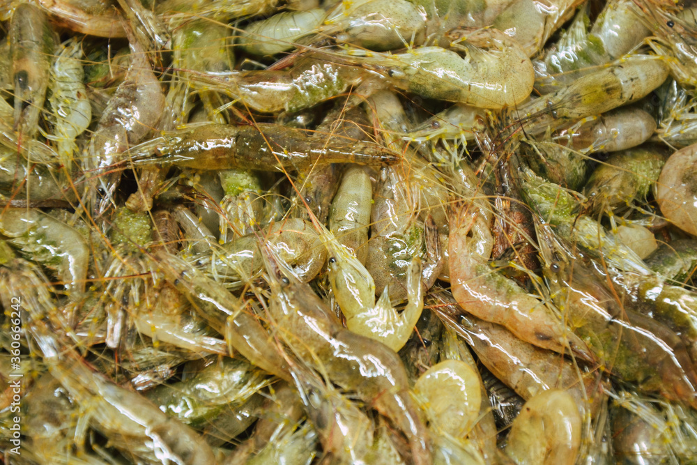Shrimps background. Palaemon elegans european rockpool shrimp. Fresh prawn. Seafood background. Shrimps background. Palaemon elegans european rockpool shrimp. Fresh prawn. Seafood background.