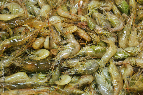 Shrimps background. Palaemon elegans european rockpool shrimp. Fresh prawn. Seafood background.