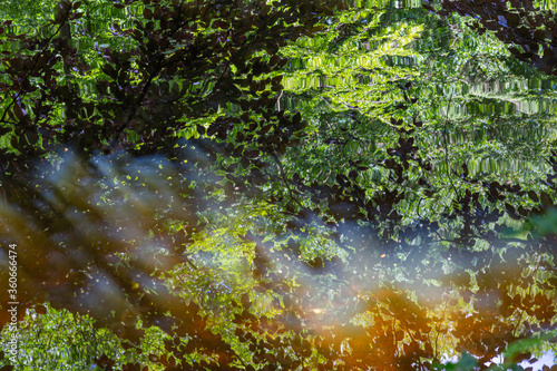Fototapeta Naklejka Na Ścianę i Meble -  Colorful green summer background with foliage of an old oak tree and sun reflected in the water