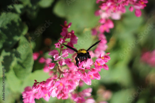 bee on pink flower © Afif
