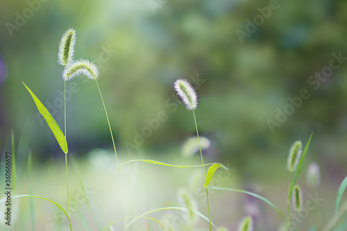 Setaria viridis (L.) Beauv grass weed