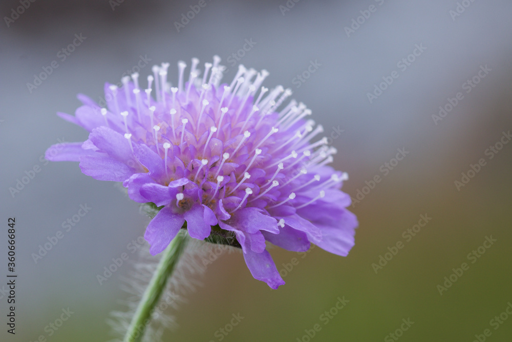 close up of purple flower close up of purple flower