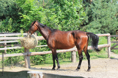 cute pretty horse relishes tasty hay © sosnytskyi