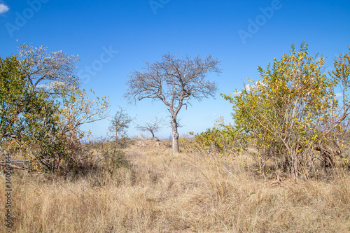 African savannah grassland in the winter with tall dry grass and blue skies thorn trees and mountains © ca