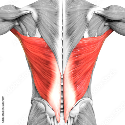 Human Muscular System Torso Muscles Latissimus Dorsi Muscle Anatomy photo