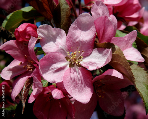 wczesna wiosna kolorowe kwiaty drzew owocowych nasadzanych w parkach ogrodach i skwerach w miescie bialystok na podlasiu w polsce