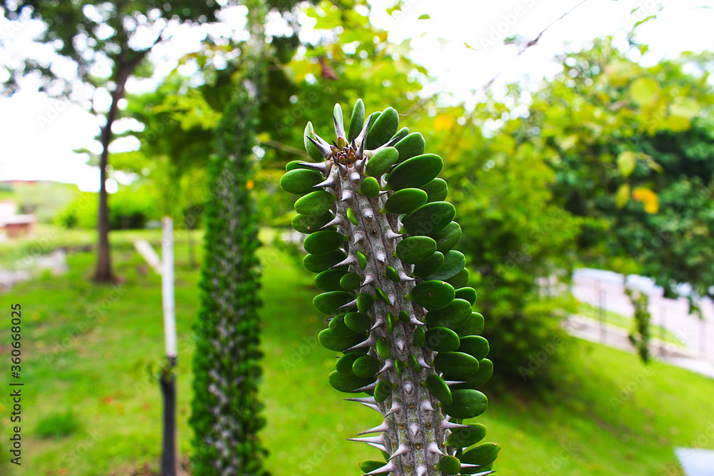 Beautiful trunk, leaves and spiky thorns of the cactus Beautiful trunk, leaves and spiky thorns of the cactus
