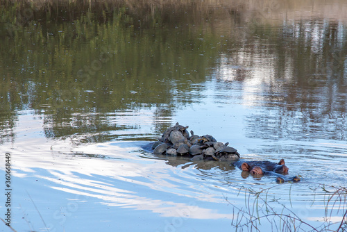 Hippopotamus in a lake with tortoises on his back in wild out of focus with grain