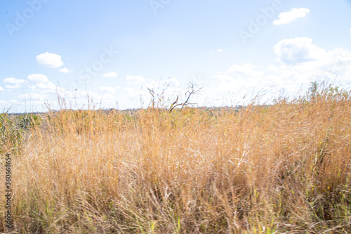 African savannah grassland in the winter with tall dry grass and blue skies thorn trees and mountains