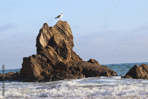 rocks in the sea, seagulll standing on rock photo