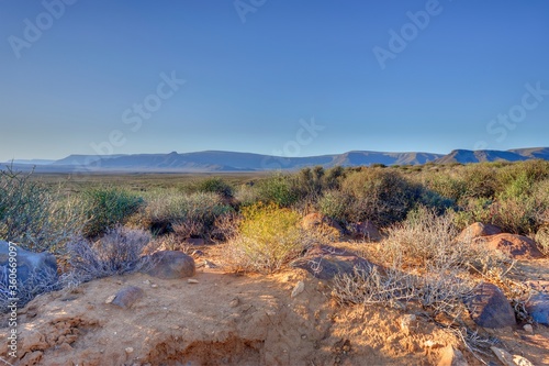 TYPICAL KAROO VEGETATION in the Tankwa Karoo National Park. The Karoo is a vast arid basin containing five distinct biomes and two transitional biomes. the vegetation is highly adaptive