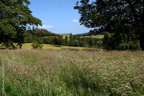 Scenic Meadow and Farmland View in Summer