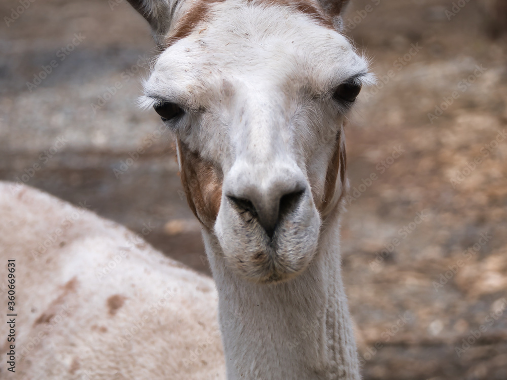 Llama Stare closeup face animal portrait