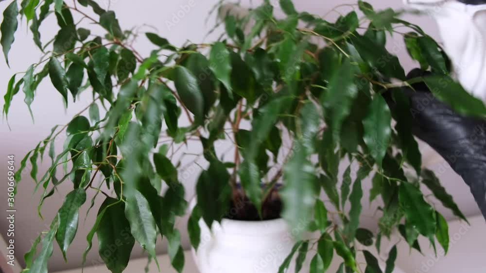 Care for ornamental plants. Close-up. Woman wipes ficus leaves with a damp cloth. Light background. White pot stands on a white table. Hands in black gloves. Green leaves with water droplets. Care for ornamental plants. Close-up. Woman wipes ficus leaves with a damp cloth. Light background. White pot stands on a white table. Hands in black gloves. Green leaves with water droplets.