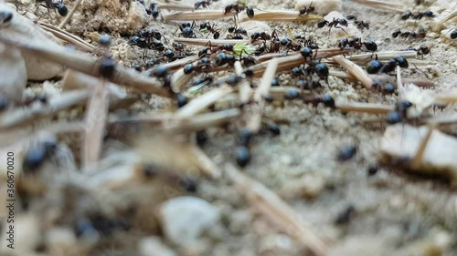 ants working workers carrying seeds  photo