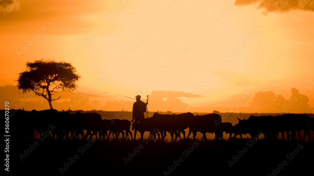 Maasai farmer moving is cattle at sunset, Maasai Mara, Kenya. Person not identifiable