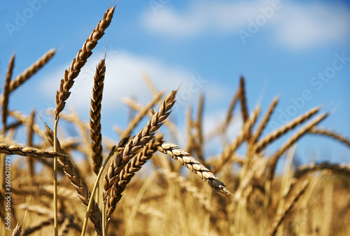 Принти на полотні Field with spelt, old grain variety, copy space