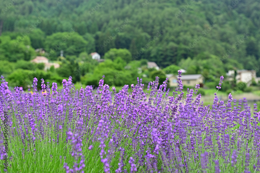 Butterfly on lavender field of Lake Kawaguchiko Butterfly on lavender field of Lake Kawaguchiko