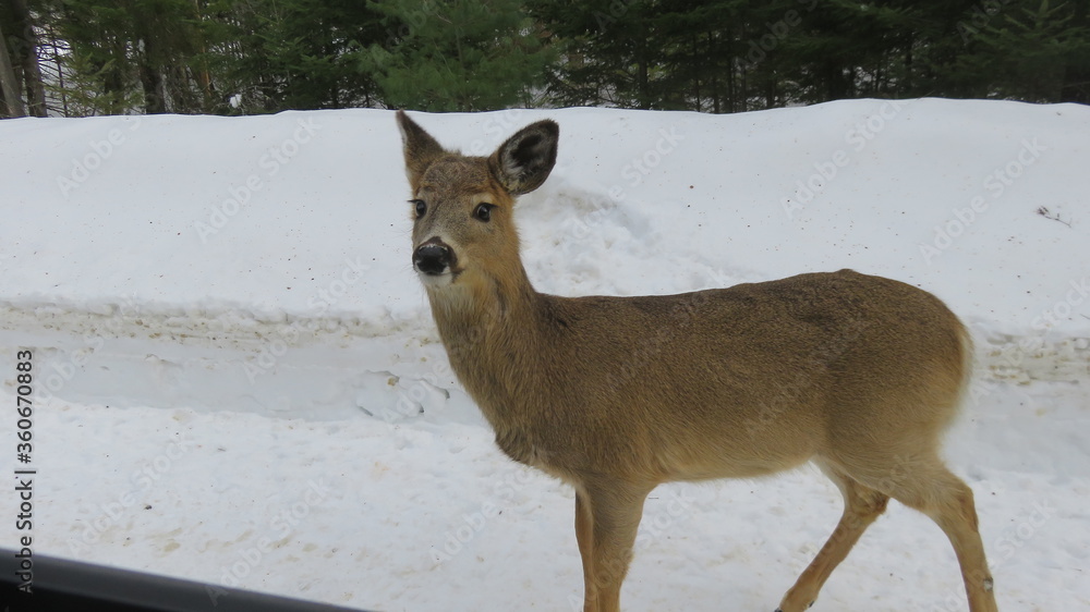 Fototapeta premium deer