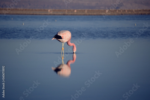 flamingo in the lake