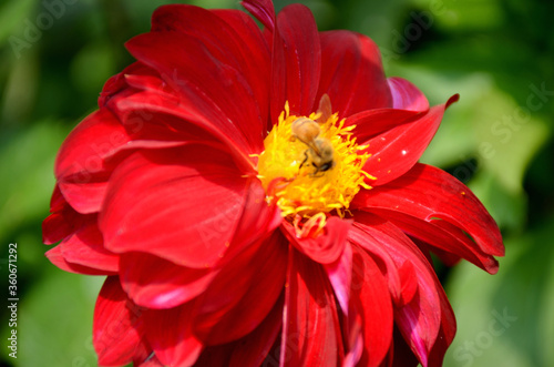 red and yellow dahlia flower inside honeybee