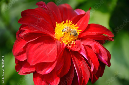 red and yellow dahlia flower 