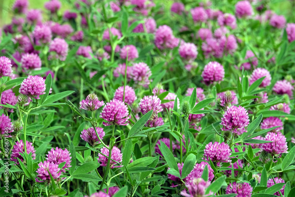Pink color flowers of blooming clover on the field close up view on bright sunny summer day Pink color flowers of blooming clover on the field close up view on bright sunny summer day