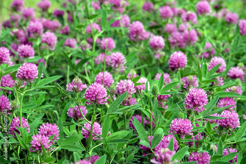 Pink color flowers of blooming clover on the field close up view on bright sunny summer day