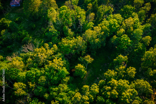 Aerial view on Green forest background