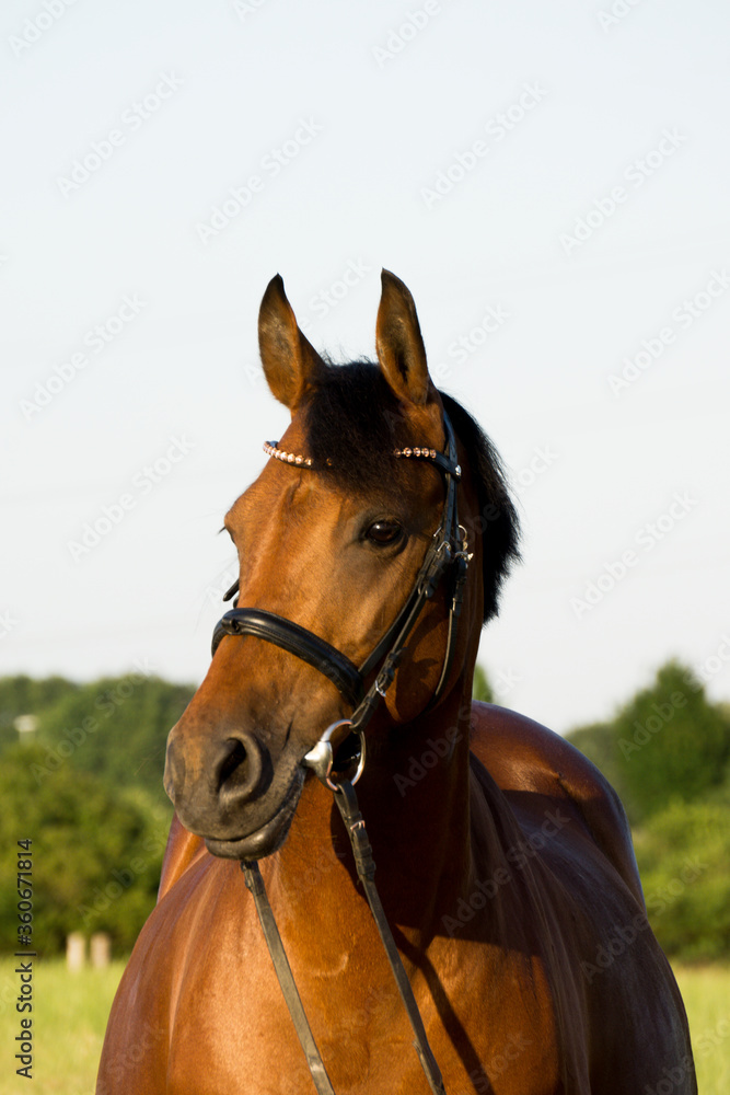 Obraz premium Braunes Pferd Portrait