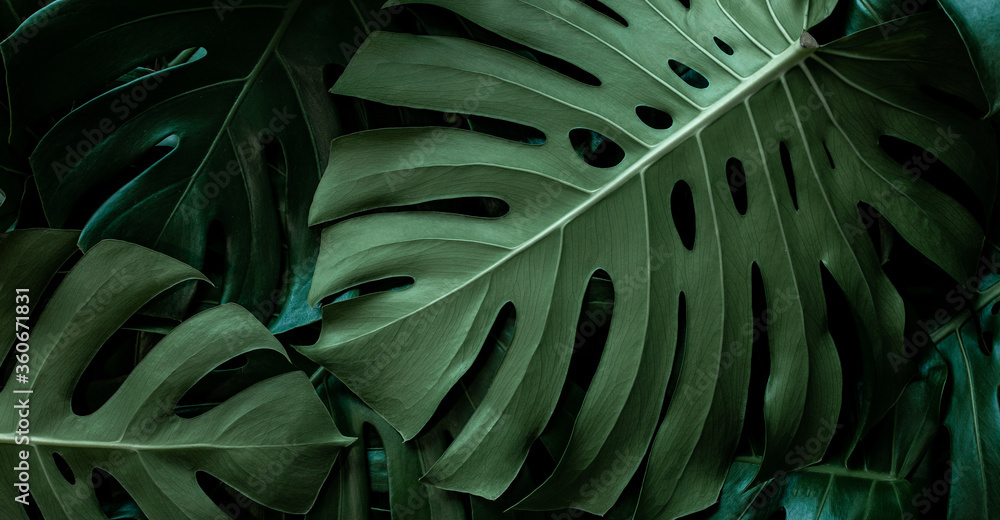 Photographie closeup monstera leaf background, tropical leaf, abstract  green leaf texture - Acheter-le sur Europosters.fr