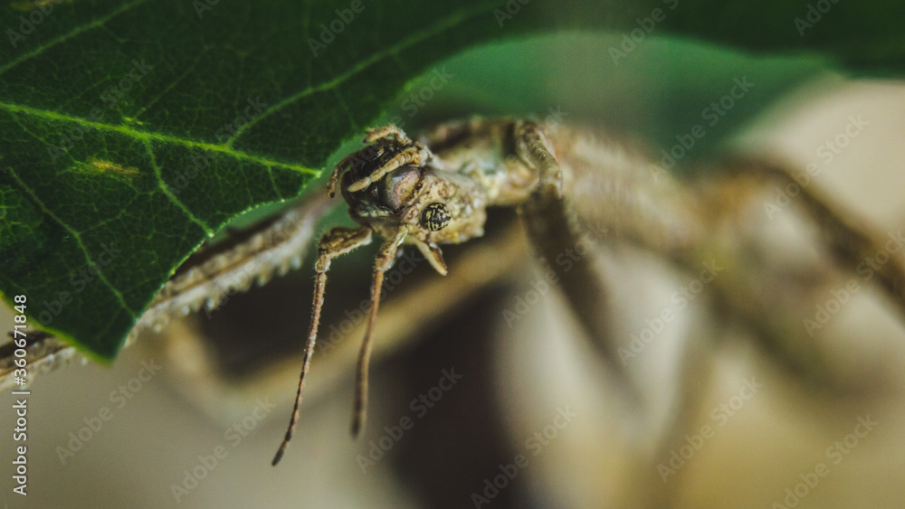 stick insect horned head macro photography camouflage terrarium breeding insect eating green leaf feeding animal stick insect horned head macro photography camouflage terrarium breeding insect eating green leaf feeding animal