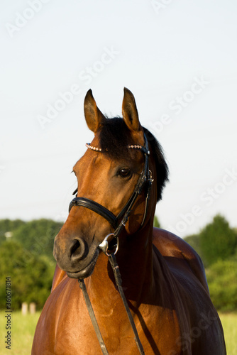 Braunes Pferd Portrait