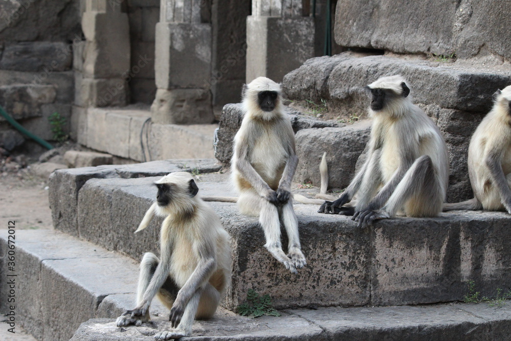 group of monkey, sitting